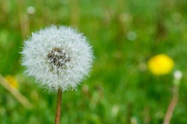 Güzel pofuduk karahindiba yağmur damlaları ve yeşil çimenlerin üzerinde tohumlar