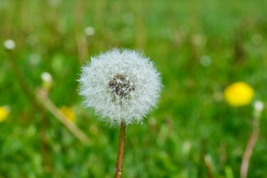 Güzel pofuduk karahindiba yağmur damlaları ve yeşil çimenlerin üzerinde tohumlar