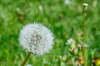 Tohumları yağmurun altında yeşil çimlere karşı olan güzel tüylü karahindiba.