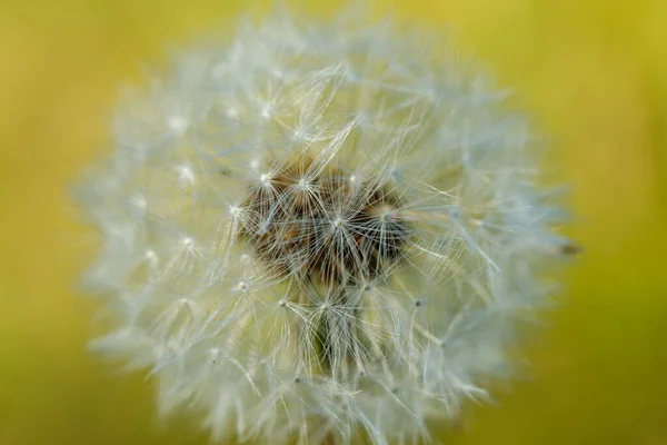 Beautiful Fluffy Dandelion Seeds Green Grass — Stock Photo, Image