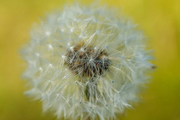 Hermoso Diente León Esponjoso Con Semillas Contra Hierba Verde —  Fotos de Stock