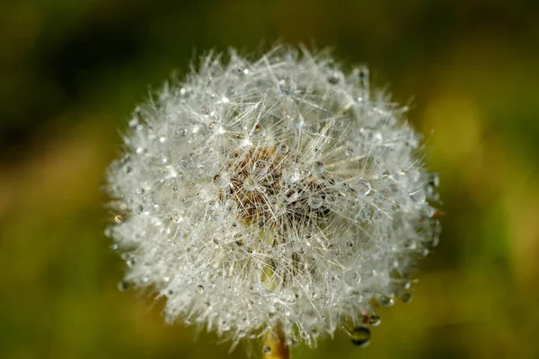 Hermoso Diente León Esponjoso Con Gotas Lluvia Semillas Contra Hierba —  Fotos de Stock