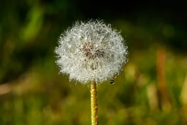 Hermoso Diente León Esponjoso Con Gotas Lluvia Semillas Contra Hierba — Foto de Stock