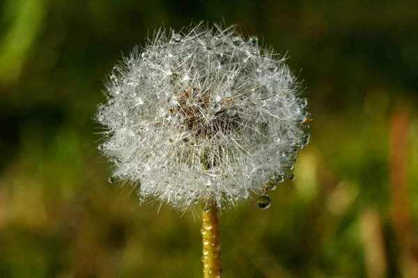 Hermoso Diente León Esponjoso Con Gotas Lluvia Semillas Contra Hierba —  Fotos de Stock