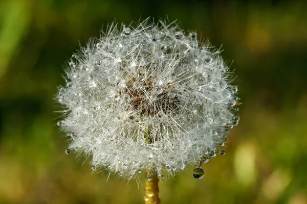 Hermoso Diente León Esponjoso Con Gotas Lluvia Semillas Contra Hierba —  Fotos de Stock