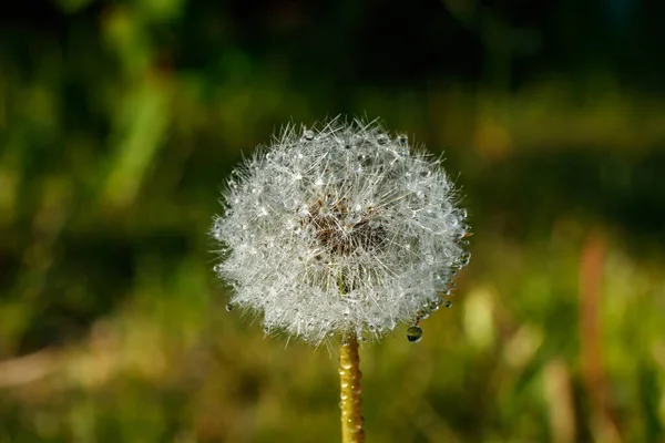 Hermoso Diente León Esponjoso Con Gotas Lluvia Semillas Contra Hierba —  Fotos de Stock