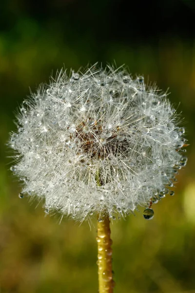 Vacker Fluffig Maskros Med Regndroppar Och Frön Mot Det Gröna — Stockfoto