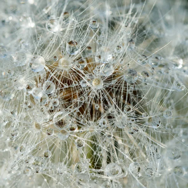 Hermoso Diente León Esponjoso Con Gotas Lluvia Semillas Contra Hierba —  Fotos de Stock