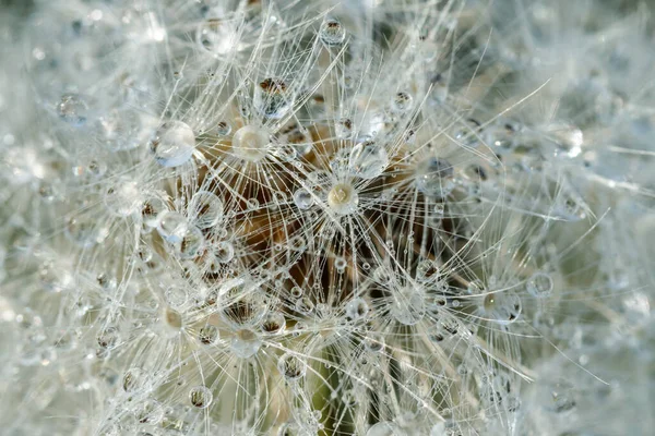 雨滴と緑の草に対する種子を持つ美しいふわふわのタンポポ — ストック写真