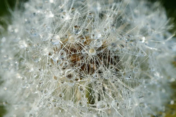 Beautiful Fluffy Dandelion Rain Drops Seeds Green Grass — Stock Photo, Image