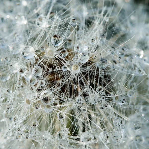 Beautiful Fluffy Dandelion Rain Drops Seeds Green Grass — Stock Photo, Image