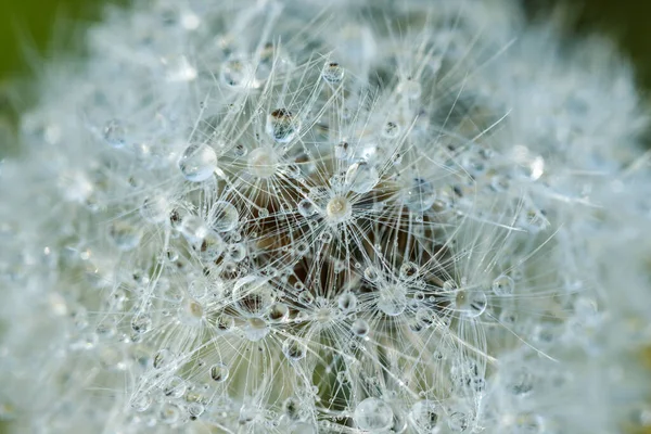 Hermoso Diente León Esponjoso Con Gotas Lluvia Semillas Contra Hierba —  Fotos de Stock