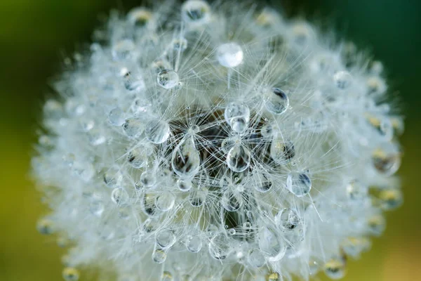 Beautiful Fluffy Dandelion Rain Drops Seeds Green Grass — Stock Photo, Image