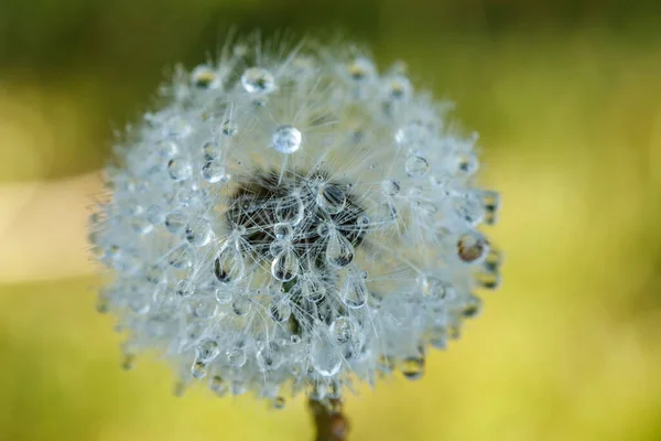Beautiful Fluffy Dandelion Rain Drops Seeds Green Grass — Stock Photo, Image