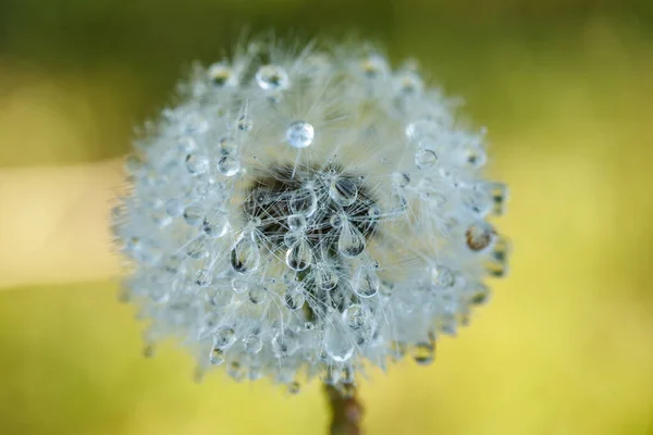 雨滴と緑の草に対する種子を持つ美しいふわふわのタンポポ — ストック写真