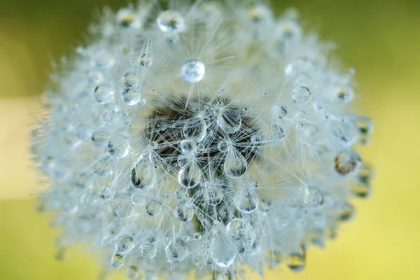 Hermoso Diente León Esponjoso Con Gotas Lluvia Semillas Contra Hierba — Foto de Stock