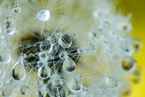 Прекрасный Пушистый Одуванчик Капельками Дождя Семенами Против Зеленой Травы — стоковое фото