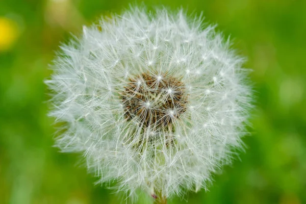 Vacker Fluffig Maskros Med Frön Mot Det Gröna Gräset — Stockfoto