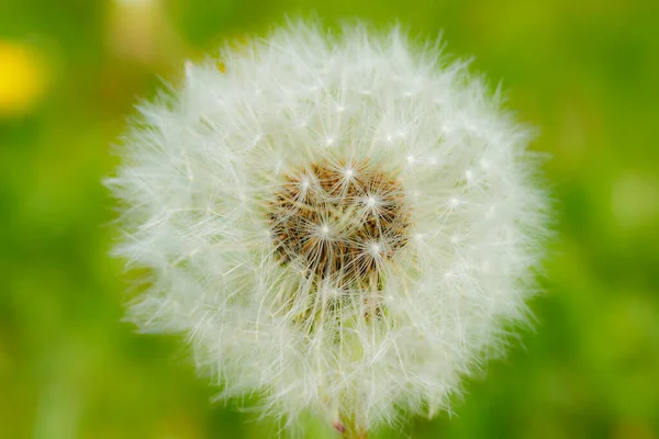 Hermoso Diente León Esponjoso Con Semillas Contra Hierba Verde —  Fotos de Stock