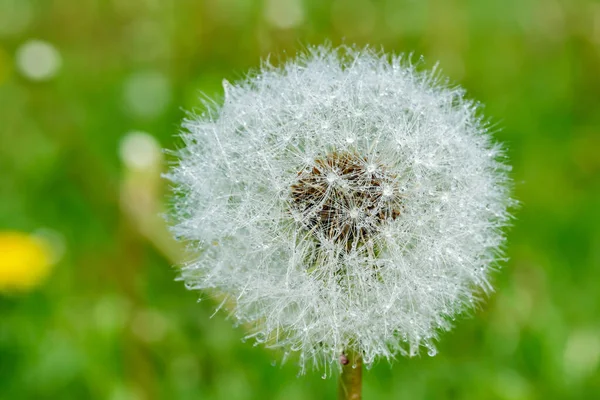 Mooie Pluizige Paardebloem Met Regendruppels Zaden Tegen Het Groene Gras — Stockfoto