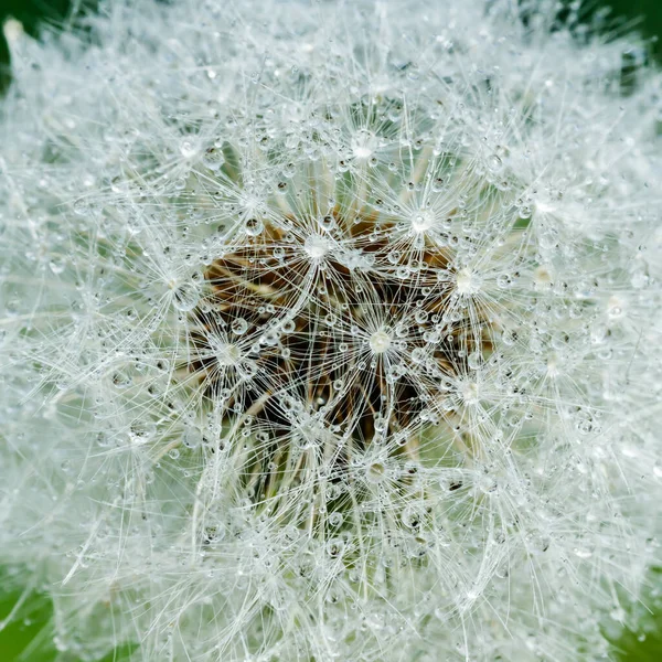 Hermoso Diente León Esponjoso Con Gotas Lluvia Semillas Contra Hierba —  Fotos de Stock