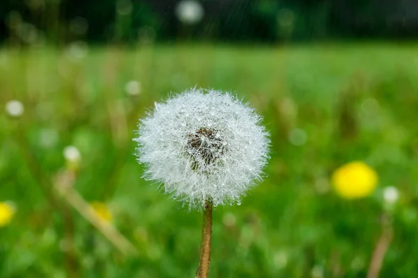 Bonito Dente Leão Fofo Com Sementes Sob Chuva Contra Grama — Fotografia de Stock