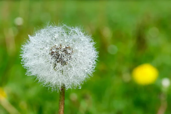 Vacker Fluffig Maskros Med Regndroppar Och Frön Mot Det Gröna — Stockfoto