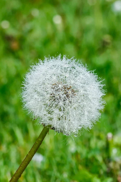 Vacker Fluffig Maskros Med Frön Regnet Mot Det Gröna Gräset — Stockfoto