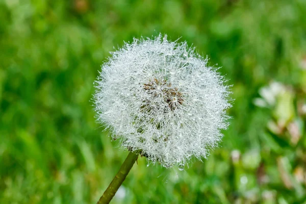 Hermoso Diente León Esponjoso Con Semillas Bajo Lluvia Contra Hierba —  Fotos de Stock