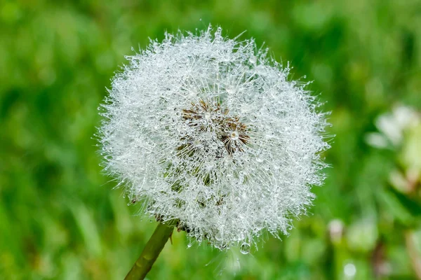 Hermoso Diente León Esponjoso Con Semillas Bajo Lluvia Contra Hierba —  Fotos de Stock