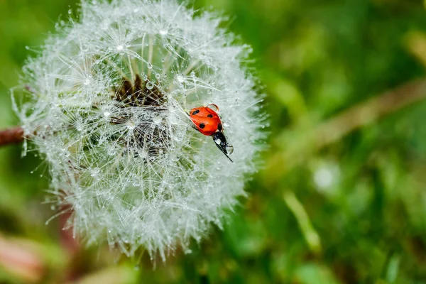 Bellissimo Dente Leone Morbido Con Gocce Pioggia Coccinella Contro Erba — Foto Stock