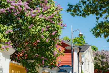 Eski Porvoo kasabasında eski ahşap evleri ve çiçek açan leylağı olan güzel bir cadde.