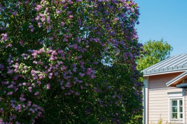 Eski Porvoo kasabasında eski ahşap evleri ve çiçek açan leylağı olan güzel bir cadde.