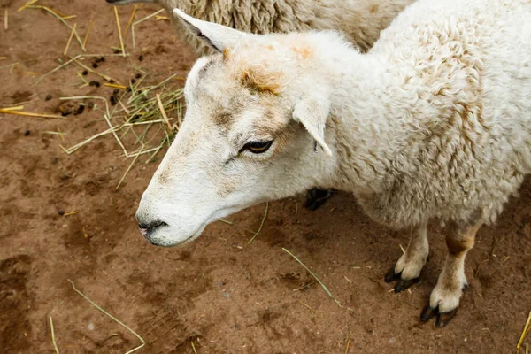 Білі Вівці Фермі Влітку — стокове фото