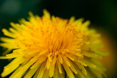 Sarı karahindiba çiçeğinin Macro fotoğrafı..