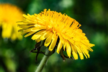 Sarı karahindiba çiçeğinin Macro fotoğrafı..