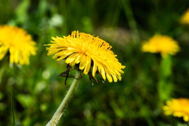 Sarı karahindiba çiçeğinin Macro fotoğrafı..