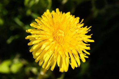 Sarı karahindiba çiçeğinin Macro fotoğrafı..