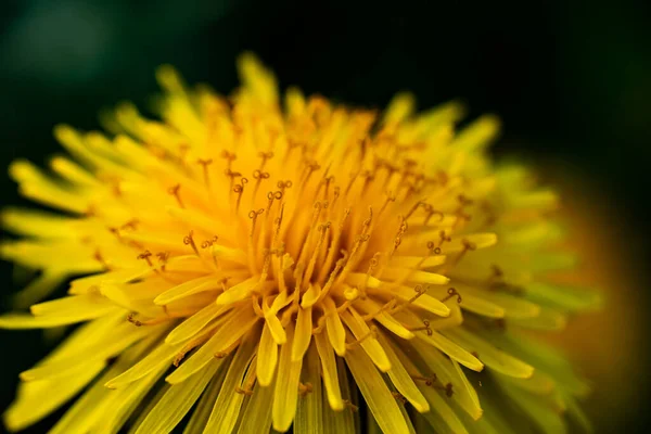 Macro Photo Une Fleur Pissenlit Jaune — Photo