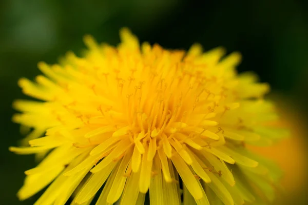 黄色いタンポポの花のマクロ写真 — ストック写真