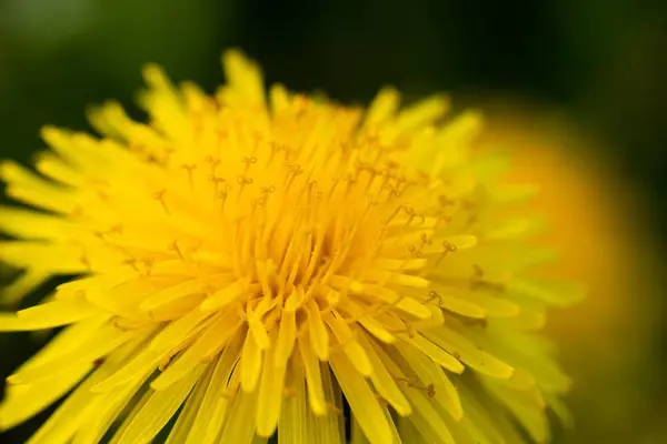 Makrofoto Einer Gelben Löwenzahnblüte — Stockfoto