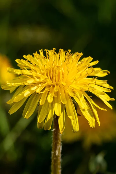 Sarı Karahindiba Çiçeğinin Macro Fotoğrafı — Stok fotoğraf