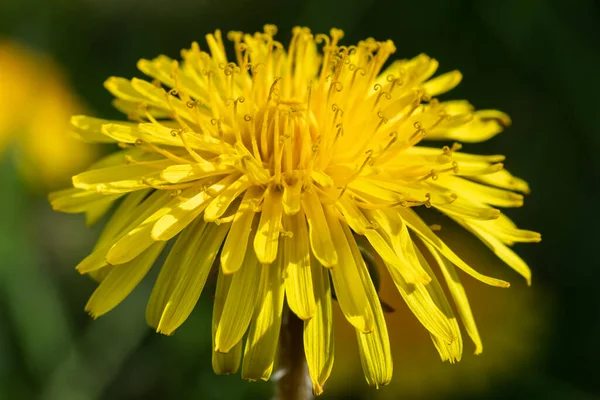 Macro Photo Une Fleur Pissenlit Jaune — Photo