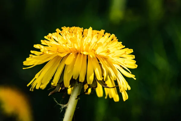 Macro Photo Yellow Dandelion Bloom — Stock Photo, Image