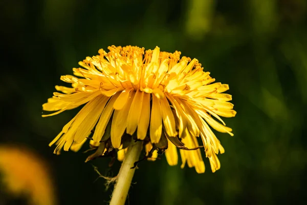 Makro Fotografie Žlutého Pampeliškového Květu — Stock fotografie