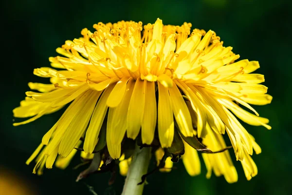 Macro Photo Une Fleur Pissenlit Jaune — Photo