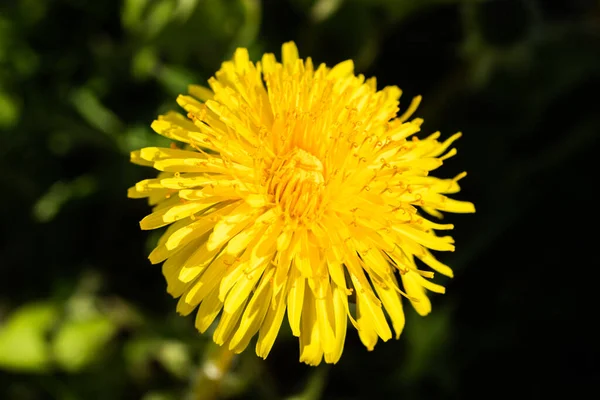 Macro Photo Une Fleur Pissenlit Jaune — Photo