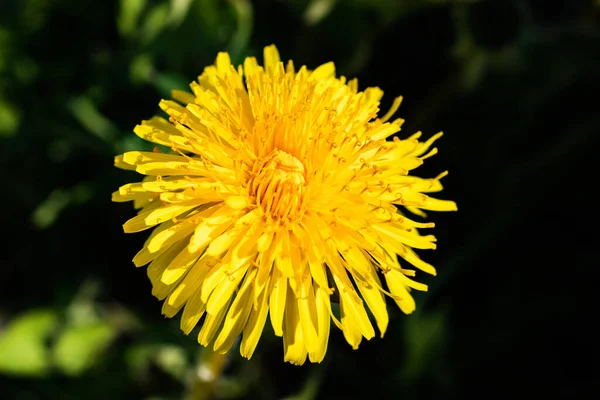 Macro Photo Une Fleur Pissenlit Jaune — Photo