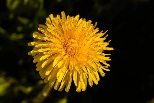 Makro Fotografie Žlutého Pampeliškového Květu — Stock fotografie