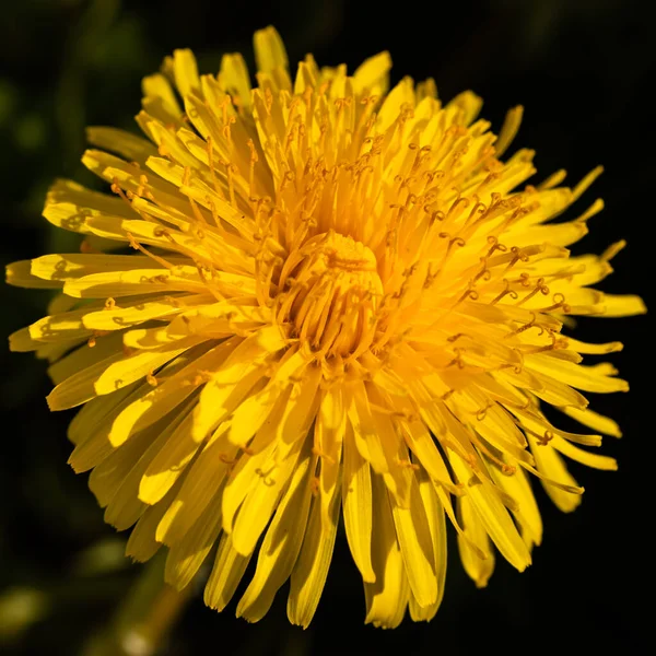 Makrofoto Einer Gelben Löwenzahnblüte — Stockfoto